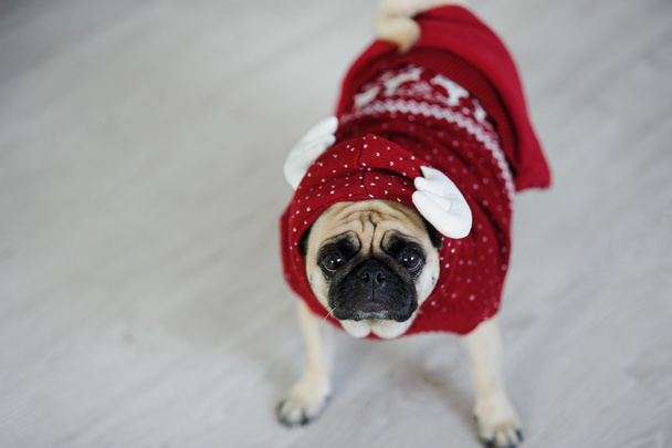 The amusing doggy of breed pug is dressed by a holiday in reindeer suit. - Photo, Image