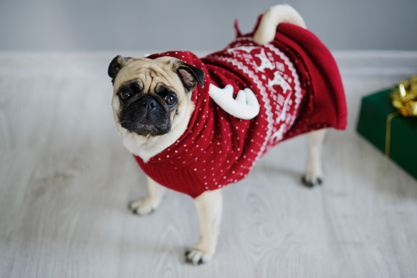 Amusing doggie of breed a pug in reindeer suit - 写真・画像