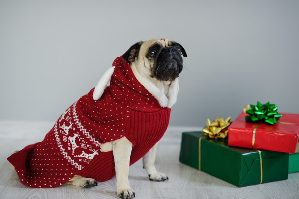 The amusing doggy of breed pug is dressed by a holiday in reindeer suit. - Photo, Image