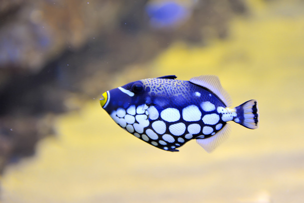 Värikäs perhonen-kala akvaariossa
 - Valokuva, kuva