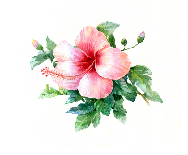 watercolor painting of leaves and flower - Фото, зображення