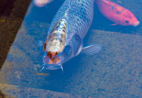 Koi vijver met Japan kleurrijke karpers vissen - Foto, afbeelding