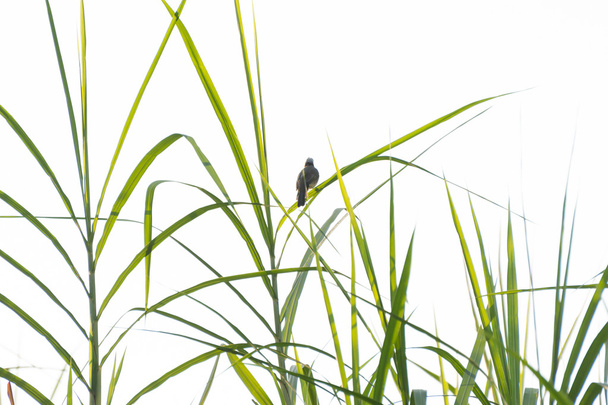 Um pássaro empoleirado em folhas de junco verde
 - Foto, Imagem