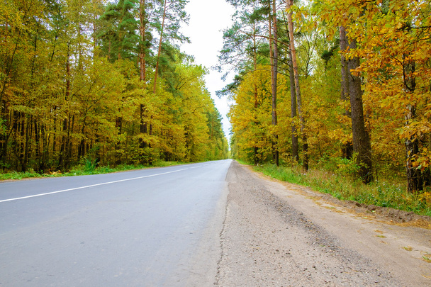 Piękny jesienny Las z drogi. - Zdjęcie, obraz