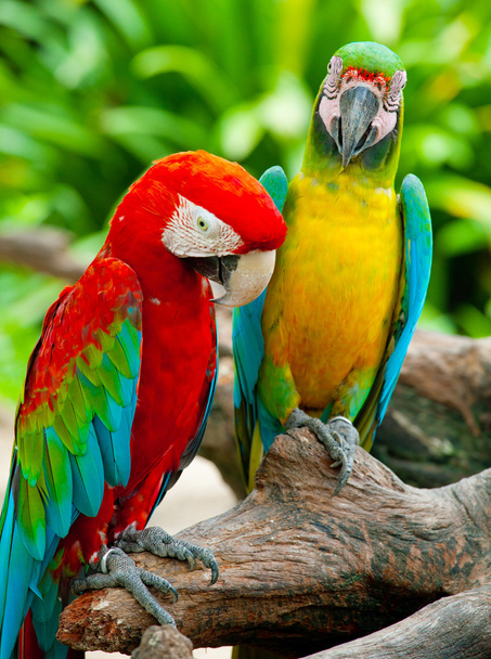 Coppia di macaw
 - Foto, immagini