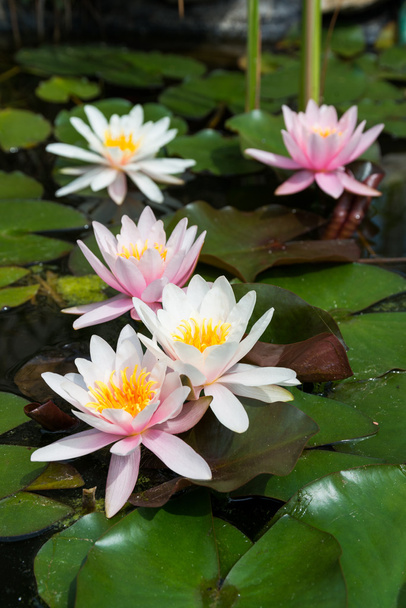 Pink lotus flowers - Фото, зображення