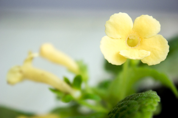 gros plan de jaune Episcia plante d'accueil
 - Photo, image