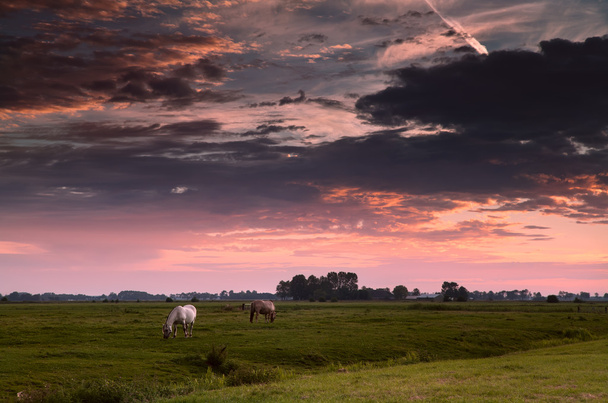 Две лошади на утреннем пастбище
 - Фото, изображение