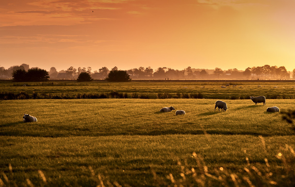 Dutch pastoral at sunrise - Photo, Image