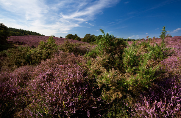 virágzó heather - Fotó, kép