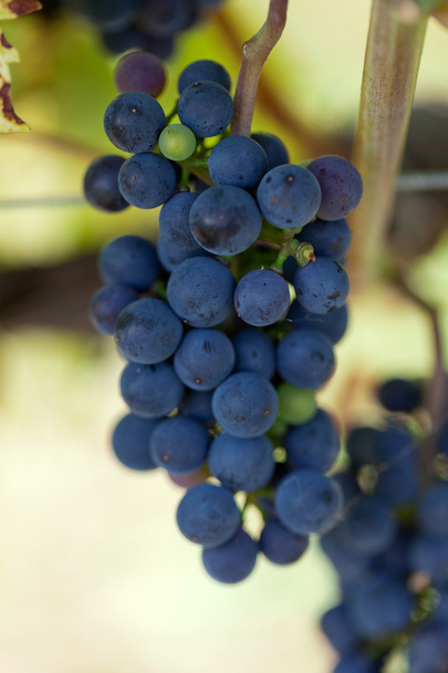 Червоний виноград у винограднику
 - Фото, зображення