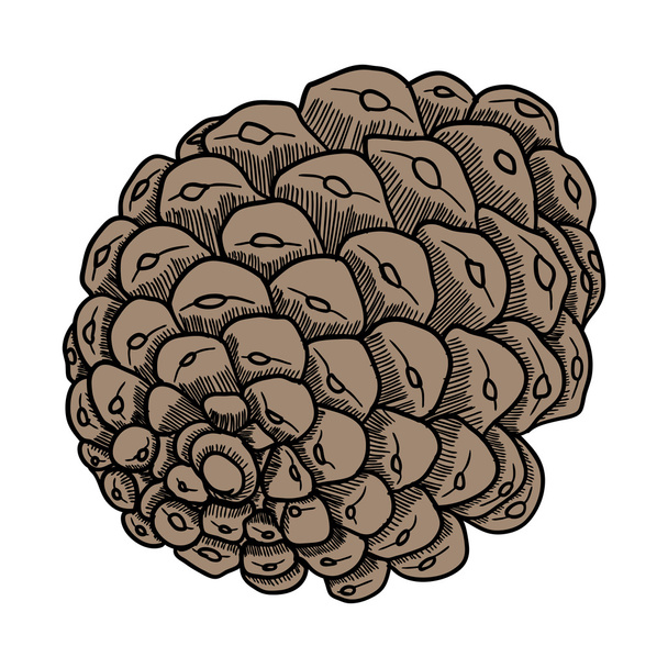 Hand drawn pine cone - Фото, изображение