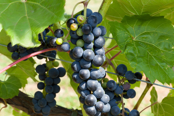 uvas rojas en el viñedo - Foto, imagen