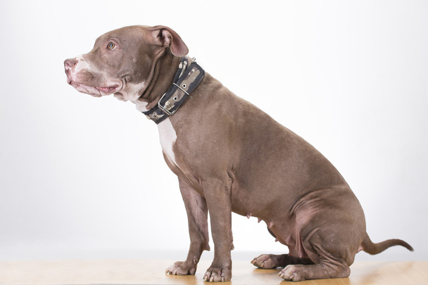 Pitbull breed dog on white background - Foto, immagini