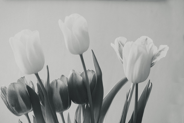 tulipano di primavera in bei fiori di mazzo
 - Foto, immagini