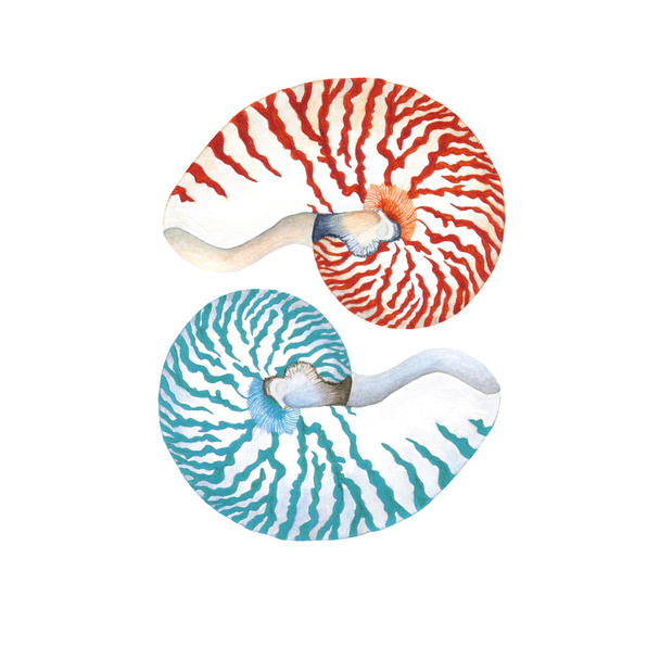 Aquarel nautilus shell samenstelling - Foto, afbeelding