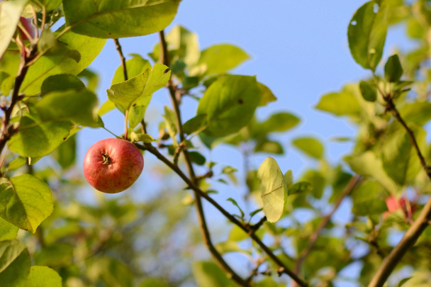 jabłka rosnące na gałęzi drzewa jabłko - Zdjęcie, obraz