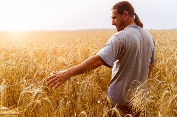 A man with his back to the viewer in a field of wheat touched by - Photo, Image