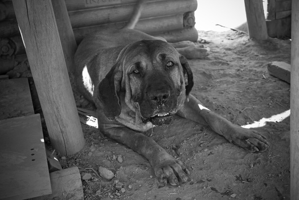 Triste perro abatido
 - Foto, imagen