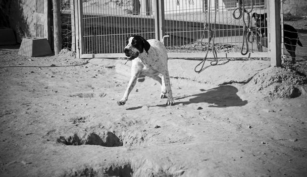 Dog jumping field - Photo, Image