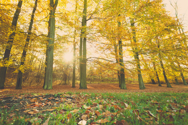 Colorido otoño en el parque
. - Foto, Imagen