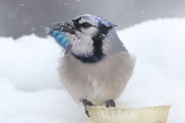 Blue Jay In Snow - Photo, Image