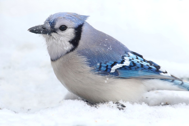 Blue jay ve sněhu - Fotografie, Obrázek