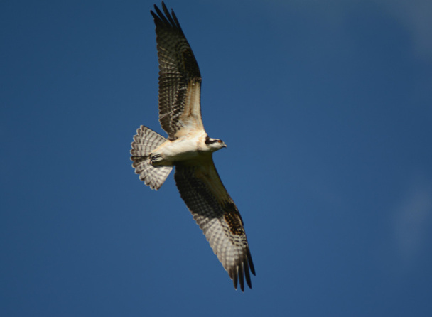 Fischadler: Macht der Flucht - Foto, Bild