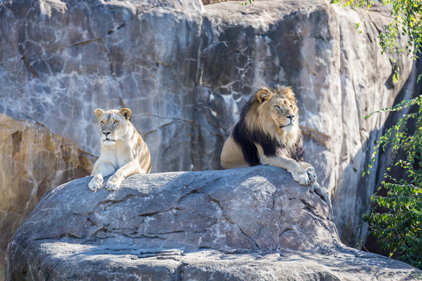 Львы на скале
 - Фото, изображение