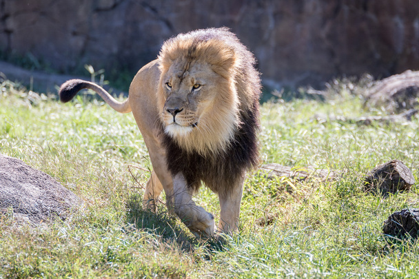 lion marchant dans l'herbe
 - Photo, image