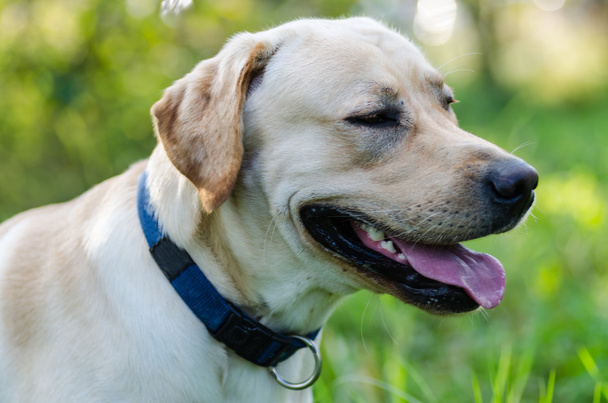 Perro, Labrador, pura raza, piel de perro, animal, joven, marrón, amarillo, blanco, oro, hermoso
 - Foto, imagen