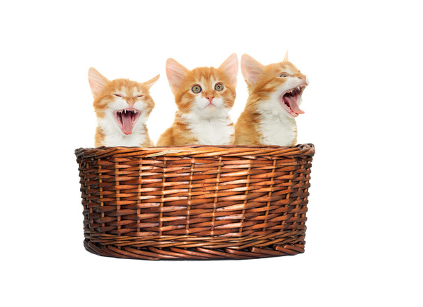cute red kitten in the basket - Φωτογραφία, εικόνα