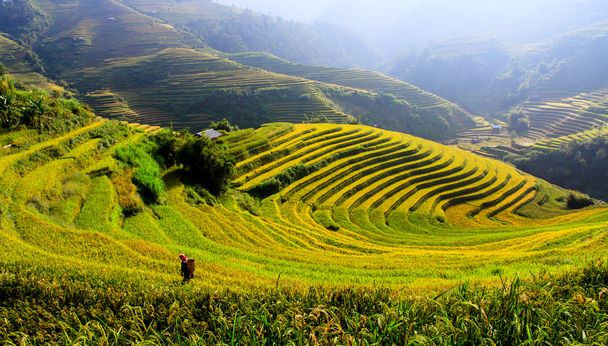 Rice fields on terraced in Northwest of Vietnam. - Photo, Image