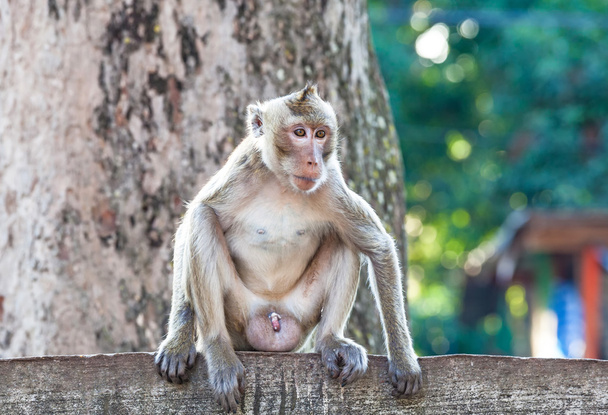 Portret młodego małpa być nieuważny i siedzi w betonowe ogrodzenie - Zdjęcie, obraz