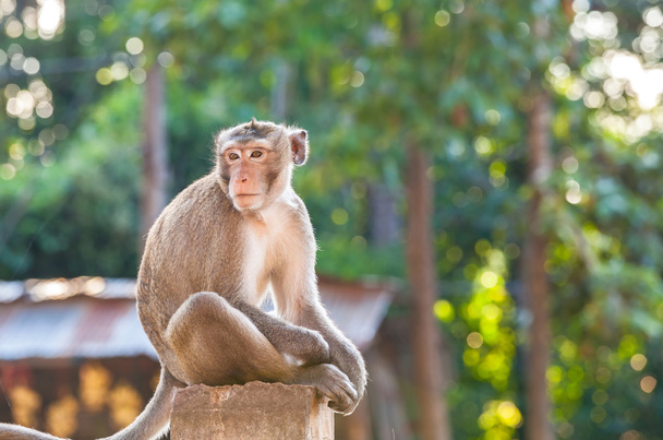 Retrato de mono joven estar desatento y sentado en la valla de hormigón
 - Foto, imagen