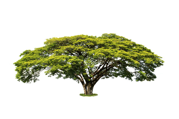 Drzewo na białym tle - Zdjęcie, obraz