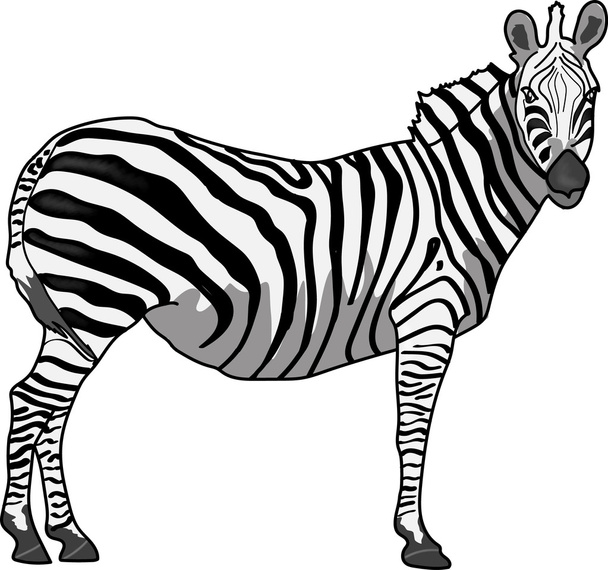 Zebra profile vector - Foto, immagini