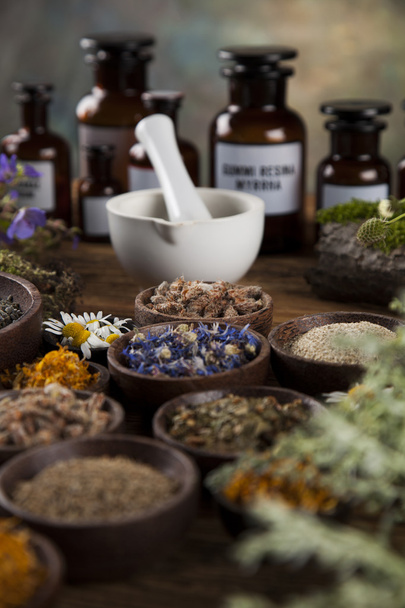 Herbes médicinales fraîches, curatives
  - Photo, image