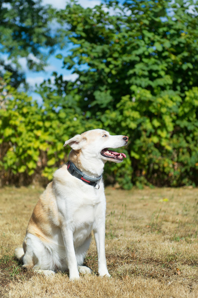 Pies blond Husky rescue - Zdjęcie, obraz