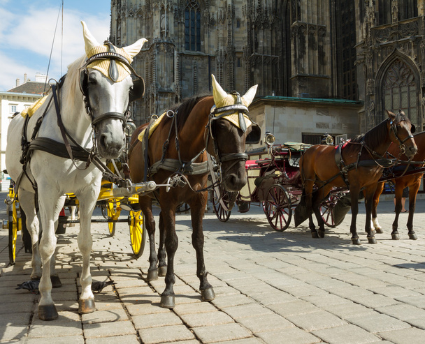 Horse-drawn Carriage in Vienna - Φωτογραφία, εικόνα