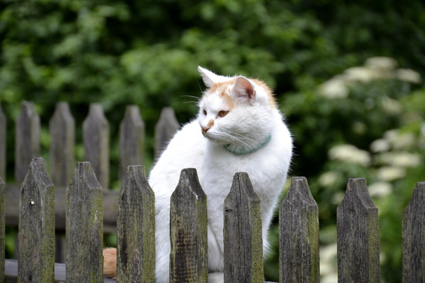 Belföldi macska ül kívül  - Fotó, kép