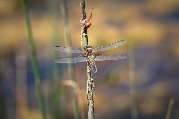 Sudenkorento ruohonkorressa - Valokuva, kuva