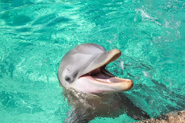 Naurava delfiini.
 - Valokuva, kuva