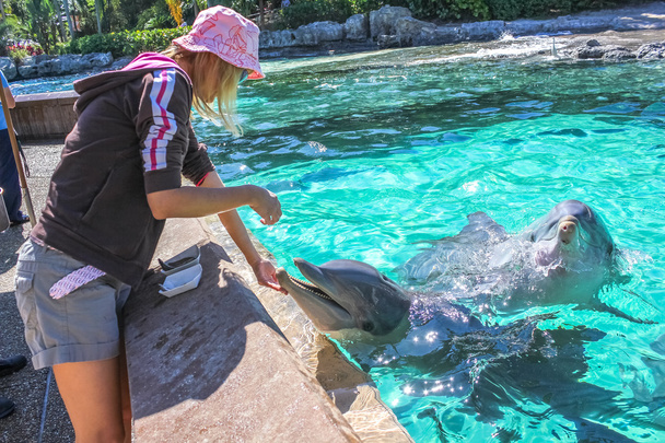 Frau füttert Delfin - Foto, Bild