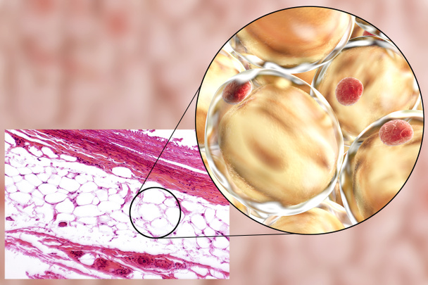 脂肪細胞の顕微鏡写真、3 d イラストレーション - 写真・画像