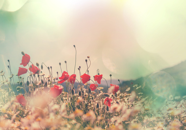 Wild red poppies  - Photo, Image