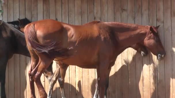 Pferde auf dem Hof - Filmmaterial, Video