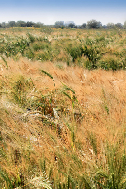 Pšenice a modrá obloha - Fotografie, Obrázek