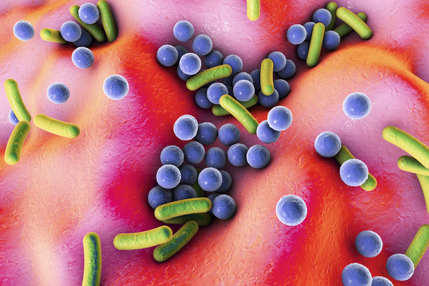 Bakterii na powierzchni skóry, błon śluzowych lub jelita - Zdjęcie, obraz