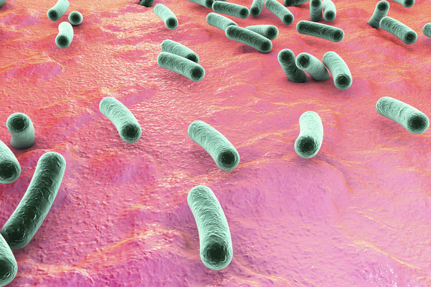 Bacteria on surface of skin, mucous membrane or intestine - Photo, Image